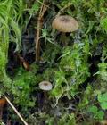 Entoloma_rhodocylix_bs5688