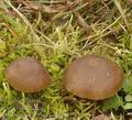 Entoloma_sericeum_am2355