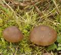 Entoloma_sericeum_am2355