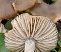 Entoloma_sericeum_bm8534