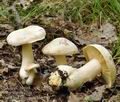 Entoloma sinuatum bh8354