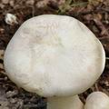 Entoloma sinuatum bh8366