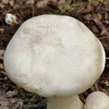 Entoloma sinuatum bh8366