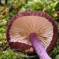 Entoloma_tjallingiorum_aj3479