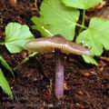 Entoloma_tjallingiorum_al9218