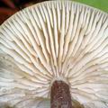 Entoloma_tjallingiorum_al9221