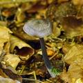 Entoloma_tjallingiorum_bk2774