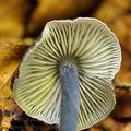 Entoloma_tjallingiorum_bk2785