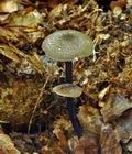 Entoloma_tjallingiorum_bp2324