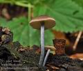 Entoloma_tjallingiorum_cr7531