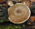 Entoloma_tjallingiorum_cr7533