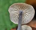 Entoloma_tjallingiorum_cr7536