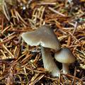 Entoloma turbidum bi7761