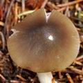 Entoloma turbidum bi7774