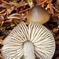 Entoloma turbidum bi7783