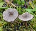 Entoloma undatum bi5113