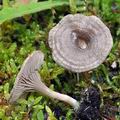 Entoloma undatum bi5129