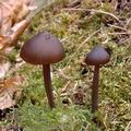 Entoloma_vernum_ag9394