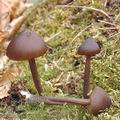 Entoloma_vernum_ag9396