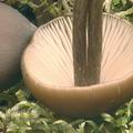 Entoloma_vernum_ag9401