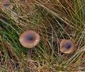 Entoloma_vinaceum_bp4213