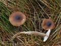 Entoloma_vinaceum_bp4218