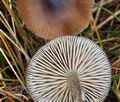 Entoloma_vinaceum_bp4221