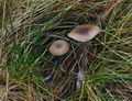 Entoloma_vinaceum_bp4227