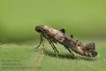 Epermenia_chaerophyllella_j7522s