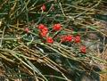 Ephedra_distachya_4746