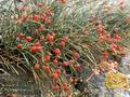 Ephedra_distachya_6552