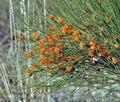 Ephedra_major_bh0360