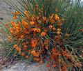 Ephedra_major_fe7202