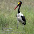 Ephippiorhynchus_senegalensis_ee2740
