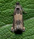 Epiblema_scutulana_cs7483s