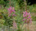 Epilobium_angustifolium_a784