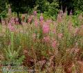 Epilobium_angustifolium_a786