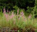 Epilobium_angustifolium_a787