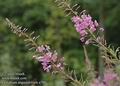 Epilobium_angustifolium_a788