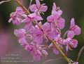 Epilobium_angustifolium_a789