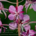 Epilobium_angustifolium_dd3830