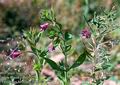 Epilobium_hirsutum_10557