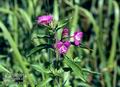 Epilobium_hirsutum_11135