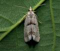 Epinotia_bilunana_cu2919s