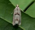 Epinotia_bilunana_cu2933s