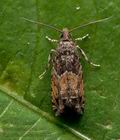 Epinotia_nisella_cx2797s