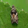 Epinotia_nisella_jg1023s