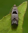 Epinotia_ramella_cx3187s