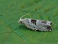 Epinotia_ramella_hy4261