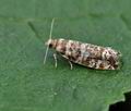 Epinotia_tedella_bk1805